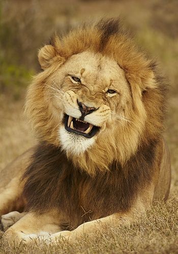 Хитрый лев. Добрый лев. Лев улыбается. Лев весёлый. Лев ухмылка.