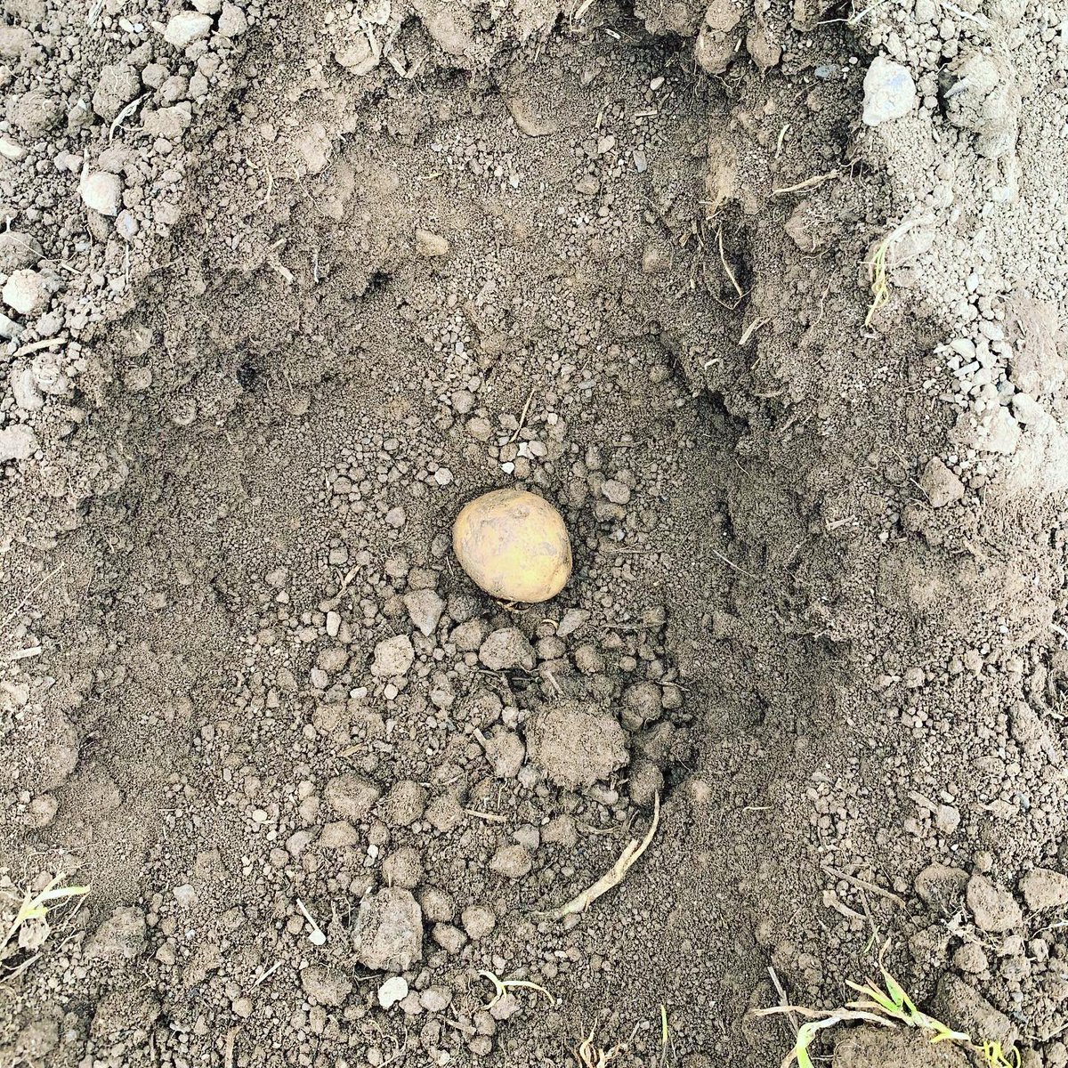 Agronomysilvers's tweet photo. What a place to be lucky enough to work in @AgriiUK @abersoch #cropwalking #potatoes #winterbarley #cropwalking #bestjobintheworld #agrii #wales🏴 #localmarket #welshpotatoes https://t.co/b5s6HLZ2qI