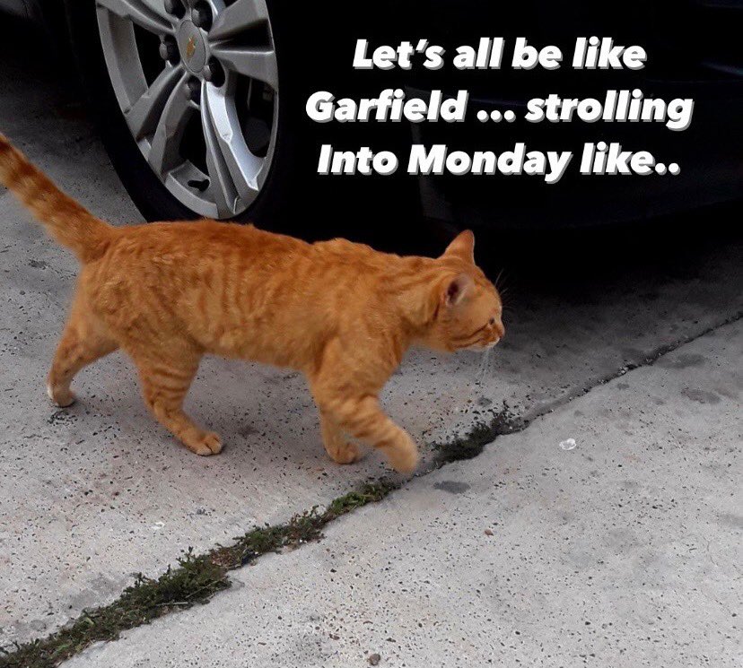UTRGVStaff's tweet photo. Good morning!
Have a fantastic Monday! π
#Mondayvibes
#MemeMonday
#KeepyourVsup https://t.co/gExVjducv4