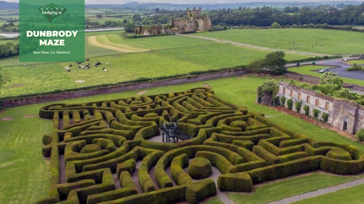 This week for #Hedgespiration we're looking at hedge mazes in Ireland! 

#1: Dunbrody Maze in New Ross is a vibrant yew hedge maze in the sunny South-East. It features over 1,500 yew trees, and gravel paths so no need to worry about mucky shoes!
