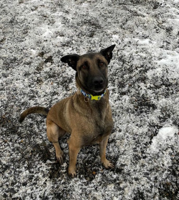 AdoptionsUk's tweet photo. Please retweet to help Max find a home #ESSEX 
He's stressed in kennels, aged 5, can live with older children, owners have moved abroad.  Apply👇
https://t.co/VWZE28e3Pr https://t.co/szNH5AJcHP