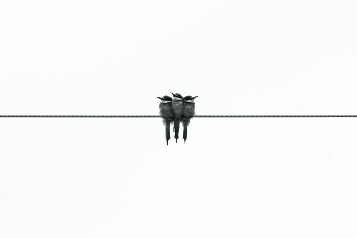 Heliand Consort tweet media