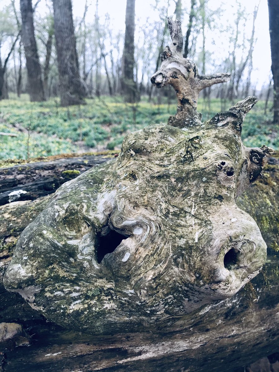 Well that was a relaxing morning hiking/fishing trip. Time to go home and do some German homework  #ohiofishing #myohioadventure #momlife #exploreohio #hikeohio #ohiotrails #ohiowaterways #deercreek #naturephotography #microphotography #osu #osubuckeyes #german #germanclass