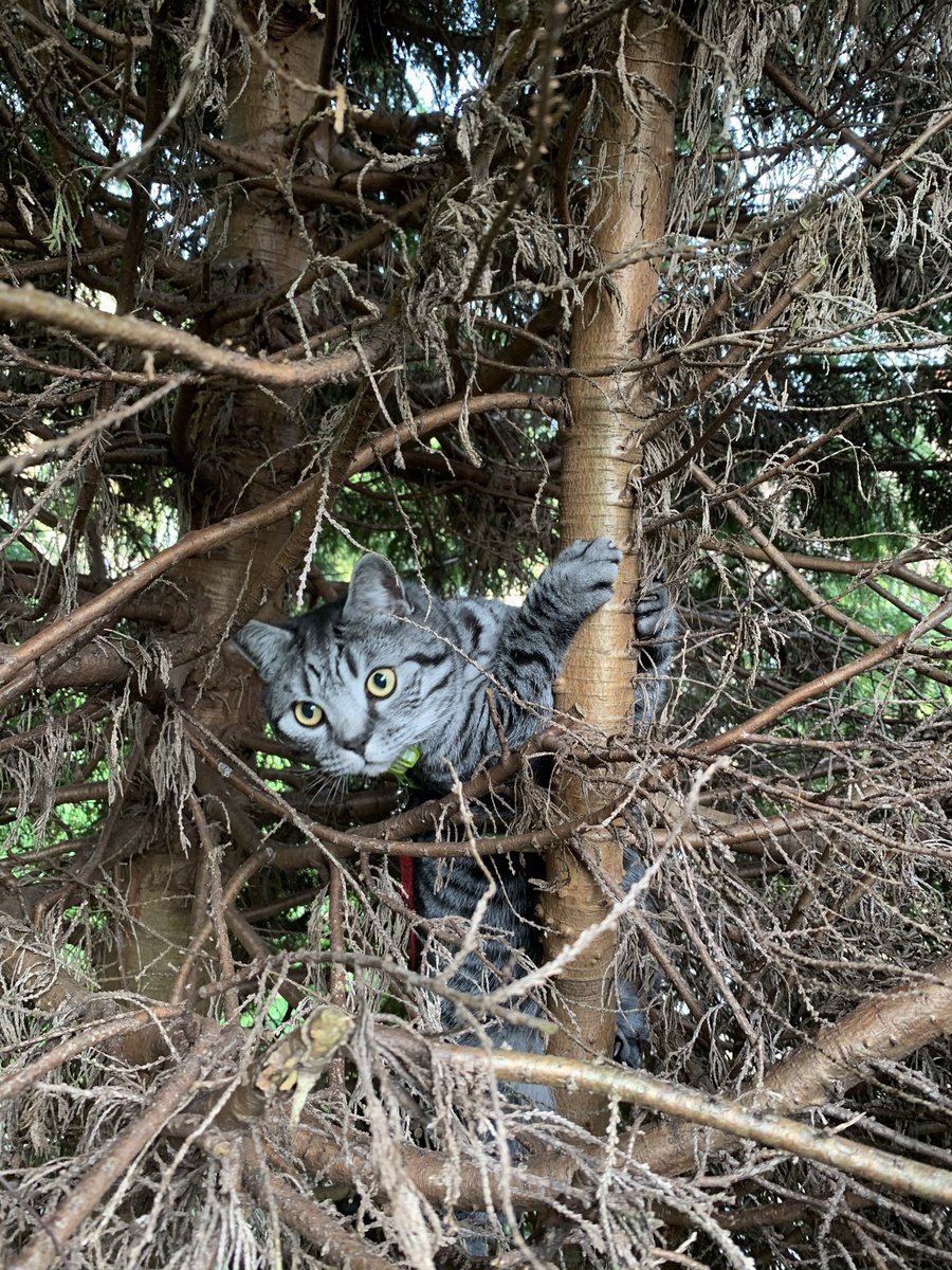 <a href="/SalesforceUK/">Salesforce UK & Ireland</a> Meet Banjo - a fan of <a href="/ThrivePetFoods/">Thrive Pet Foods</a> and favourite “toys”.... trees, bees and birds