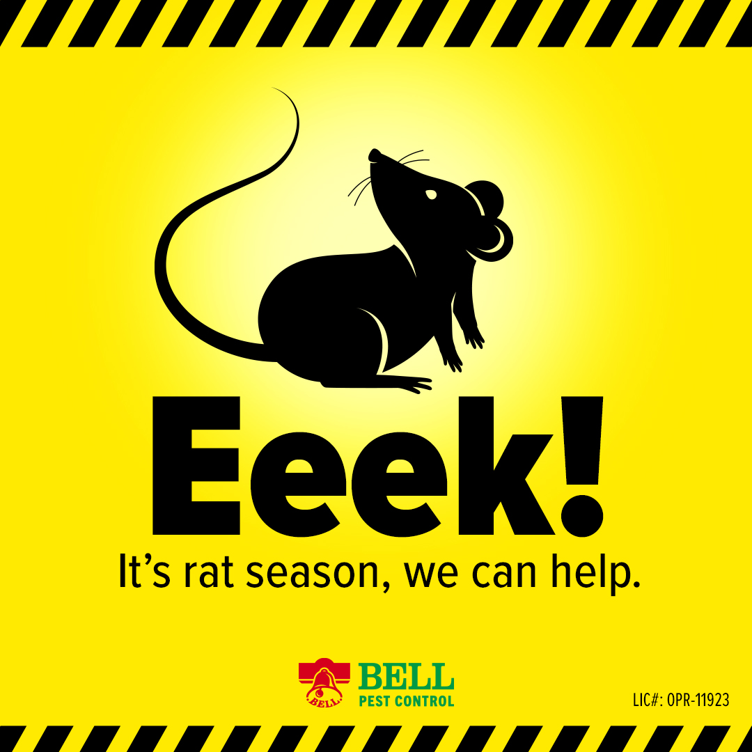 BellPestControl's tweet image. If you have problems with #rats or #mice in the #Sacramento valley we can help you out. #bellpest #Pestcontrol #pestservices bellpest.com/coupons/