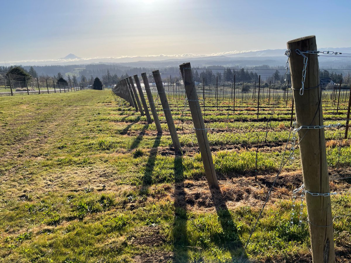 Mt Hood backdrop to Coury and Dijon 95 clone Pinor Noir vines #tommysvineyard