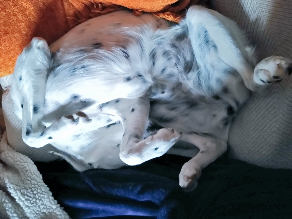 BrisaMolly's tweet photo. Friends, help!
Has anybody seen my head running around?? 😱😂🤣
PS: avert your eyes little ones! 🤭
#dogsoftwitter #missinghead #headless #scoosiemyminkie https://t.co/OOuifPXTOa