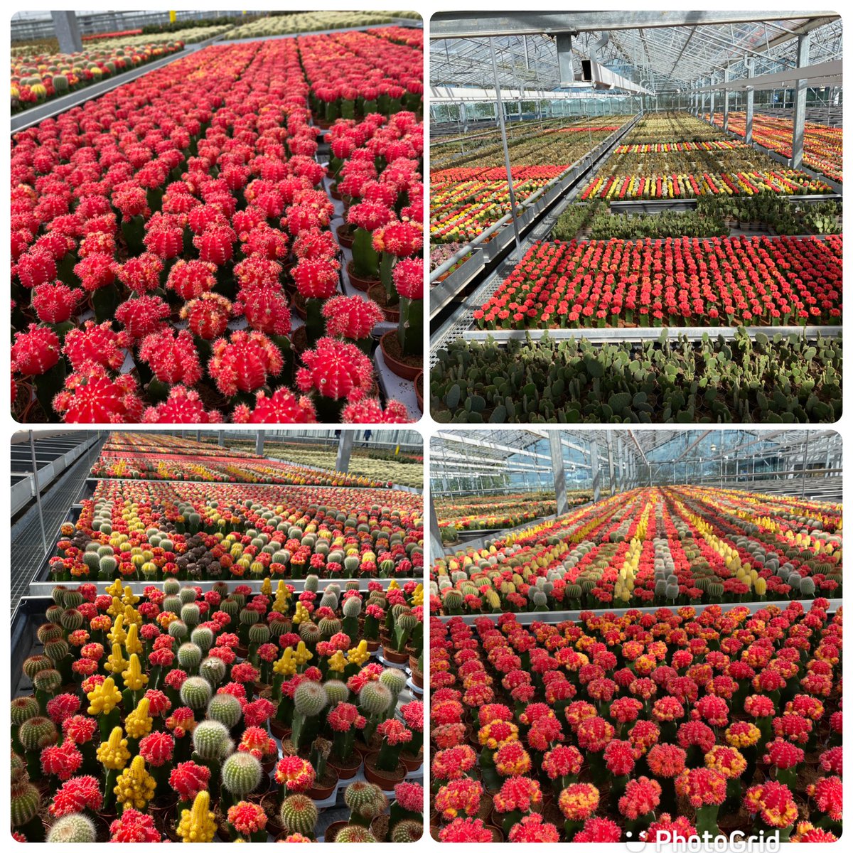 Onze kas kleurt al voorjaar door ons brede assortiment aan kleurrijke cactussen!

The branches are many, the root is one.
#colors #colourful #red #spring #springisintheair