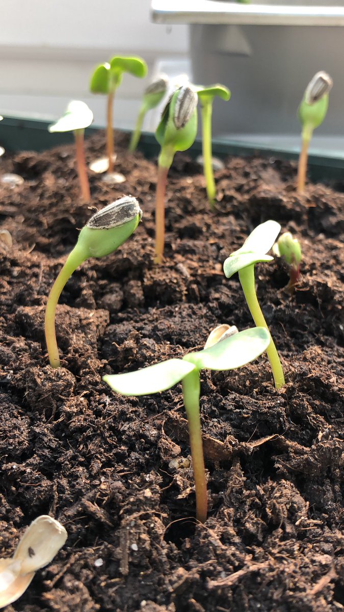 GibbardsHouse's tweet photo. This years sunflower competition has started. https://t.co/R7i9GeSijg