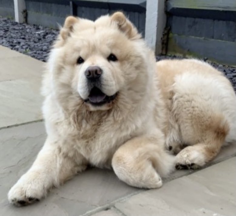 blond chow chow