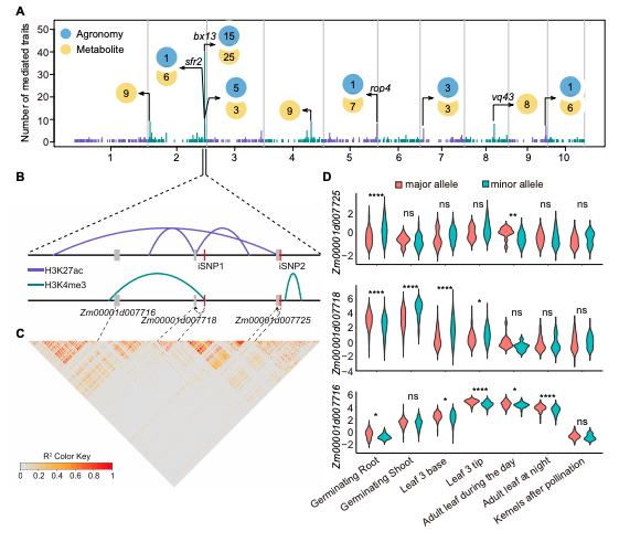 1/2) New preprint from the lab (biorxiv.org/content/10.110…). A talented Ph.D. student, Zhikai, used the genome-wide mediation analysis to identify hundreds of mediating genes to connect genotype to phenotype.