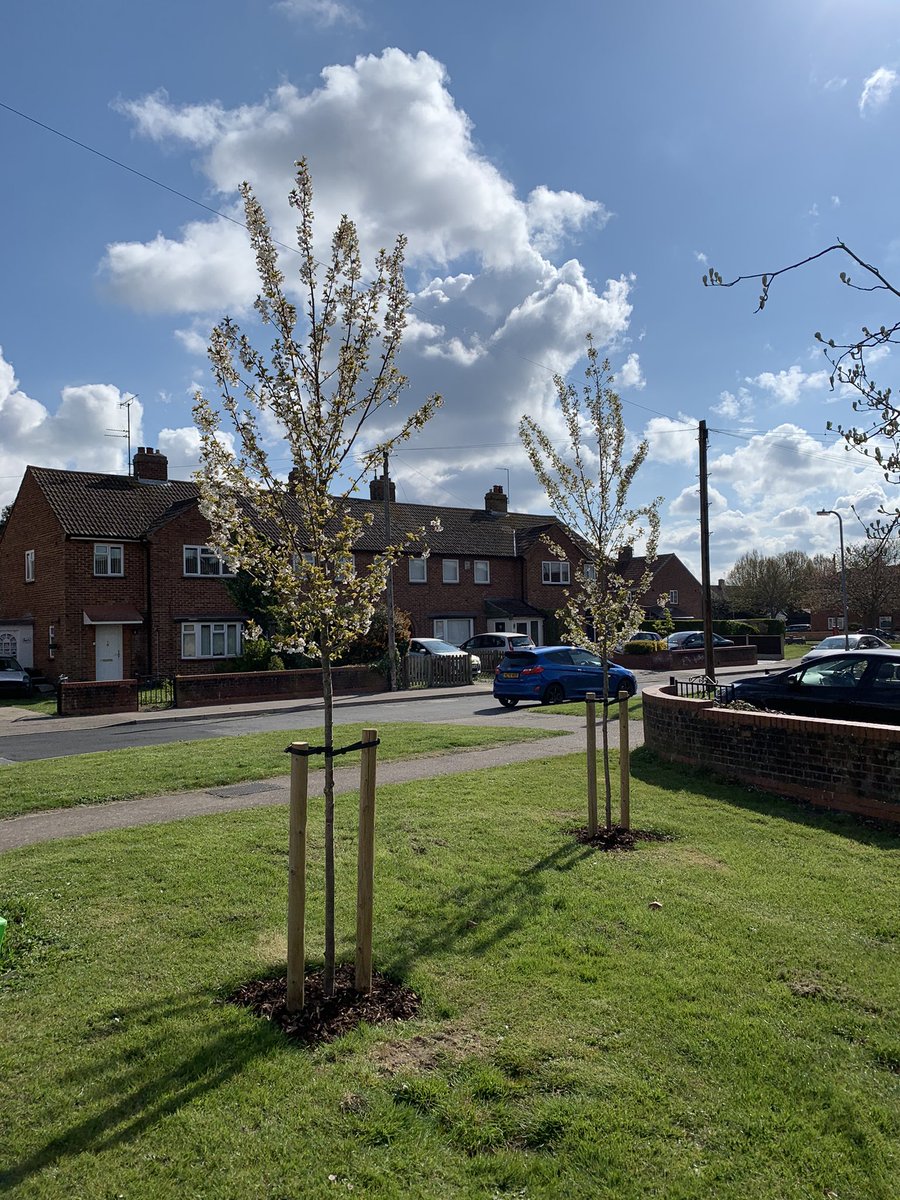 MarkBcbh's tweet photo. These two Cherry trees were planted in March 2020 in #shrubend and are establishing well. Our contractor @idverdeUK is currently out on our estates undertaking maintenance to over 150 young trees planted over the past three years. @ColBoroughHomes #trees https://t.co/8RAeRbIg0E