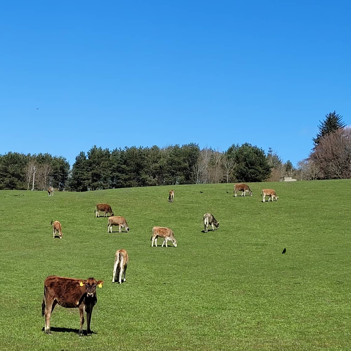 Pawfect post lunch walkies!!🐾❤☀️
#BTPosse