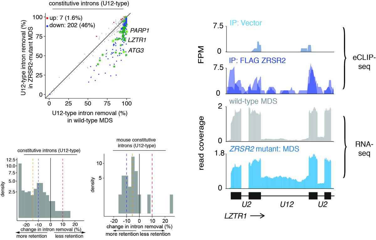 4.We mapped ZRSR2 responsive introns across patients and mouse hematopoietic cells using RNA-seq and anti-ZRSR2 eCLIP-seq to find a subset of ZRSR2 regulated introns.