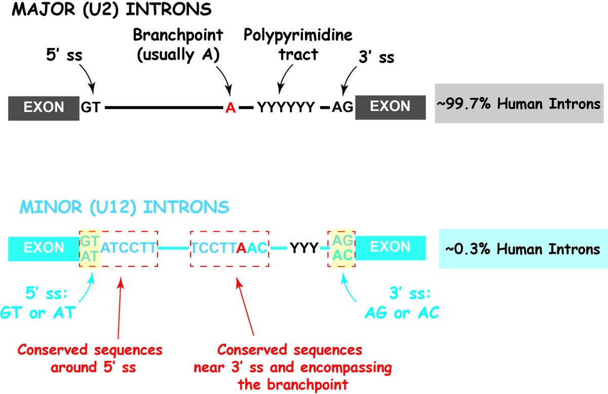 2.Most eukaryotes have 2 splicing machineries: the major & minor spliceosome. The minor spliceosome recognizes <0.5% of the introns in the human genome. Since their discovery, biological roles for minor introns have been enigmatic.