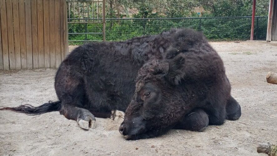 TulsaZoo's tweet image. I'm going to need another five minutes 😴 
#kingsford #dextercow

📸 Zookeeper Emily Hallford