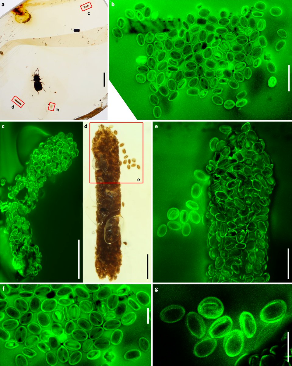 AsiaPaleofloras's tweet photo. #pollen #Tricolpopollenites #AsiaPalynology #Burmite #MyanmarAmber #pollenfeeding #Myanmar #Pelretes #fossil #fossilrecord
#Angiosperm pollinivory in a #Cretaceous #beetle
Tihelka et al., 2021 | Nature Plants
https://t.co/iCQmWVEzBE https://t.co/gPZL5h3YH9