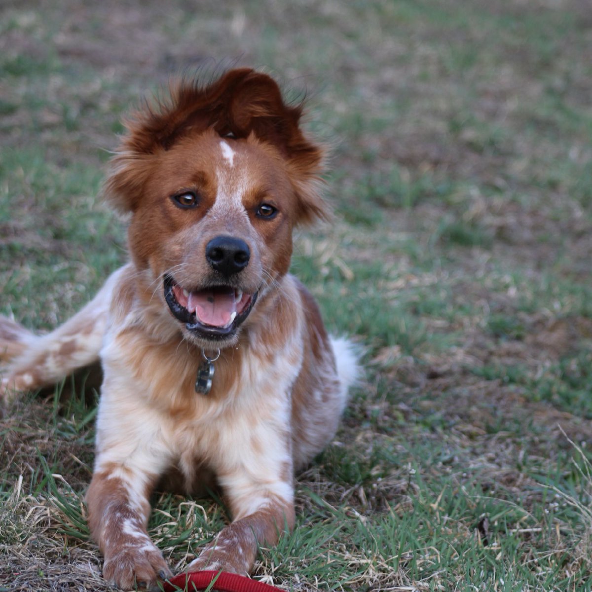 Do you have the Monday blues?  Wanna know what cures them???  Hanging out with us therapy dogs at JUST PAWS TONIGHT at FOLGER from 6-7:30pm!  Join me and my pals...I hear Leo the Great Dane is coming, as well as Bam-Bam and many others!  Can’t wait to see you all tonight!