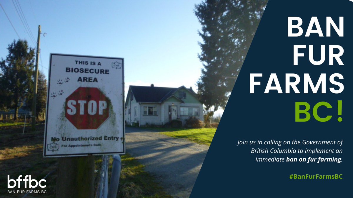 .<a href="/WorkSafeBC/">WorkSafeBC</a> can now shut down non-essential businesses for 10 days following a COVID-19 case. Yet fur farms across BC are still operating, despite multiple outbreaks. Why? BC must ban fur farms. #BanFurFarmsBC <a href="/lanapopham/">Lana Popham</a> <a href="/adriandix/">Adrian Dix</a> @BenStewartBC <a href="/NormLetnick/">Norm Letnick</a> <a href="/ReneeMerrifiel3/">Renee Merrifield</a>