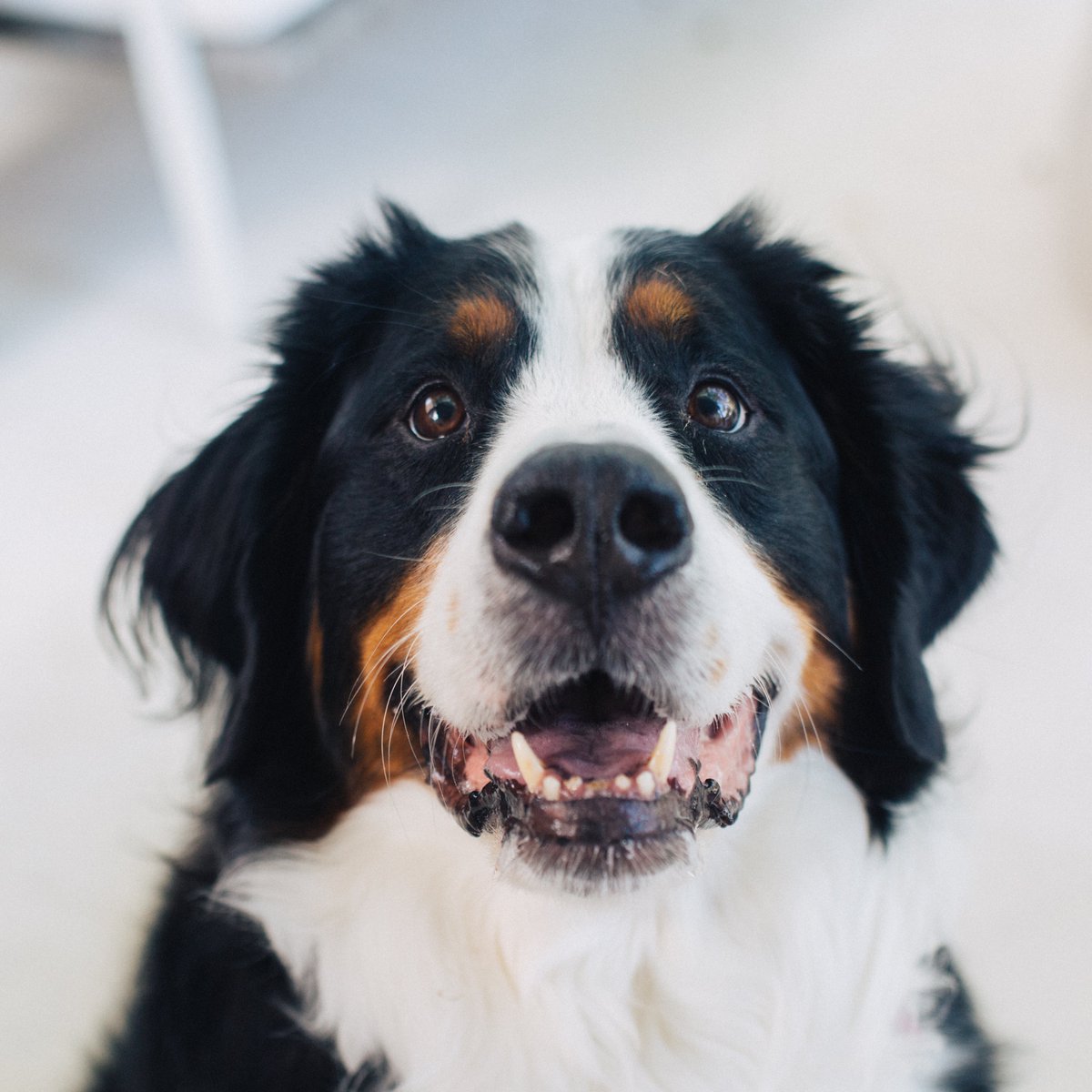 HorizonEquityGr's tweet photo. Meet Lily, our Head of HR! Lily is our five year old Bernese Mountain Dog who comes to work each day ready to play and cultivate a community of joy, treats and extra long walks. Her love knows no bounds! #meettheteam #haha! #bernesemountaindog https://t.co/6ICVEU5xgD