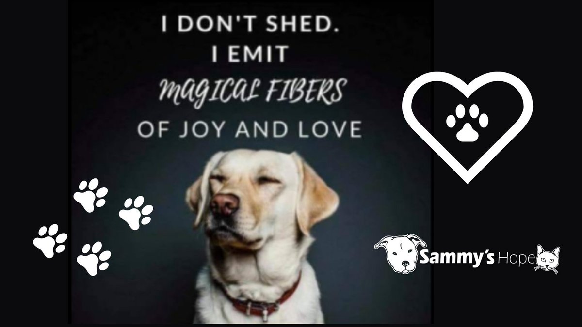 Life is so much better with a dog! Would you like to schedule a meet and greet with one of our adoptable pups? Email us at info@sammyshope.org to schedule an appointment! sammyshope.org/adoptdogs #SammysHopeLove