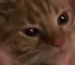 cedarspiced's tweet photo. the face of a criminal who doesn't regret what he's done and would gladly commit crimes again https://t.co/R7itFoTpeQ