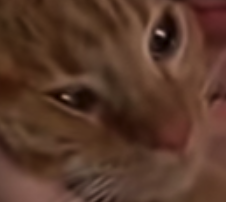cedarspiced's tweet photo. the face of a criminal who doesn't regret what he's done and would gladly commit crimes again https://t.co/R7itFoTpeQ