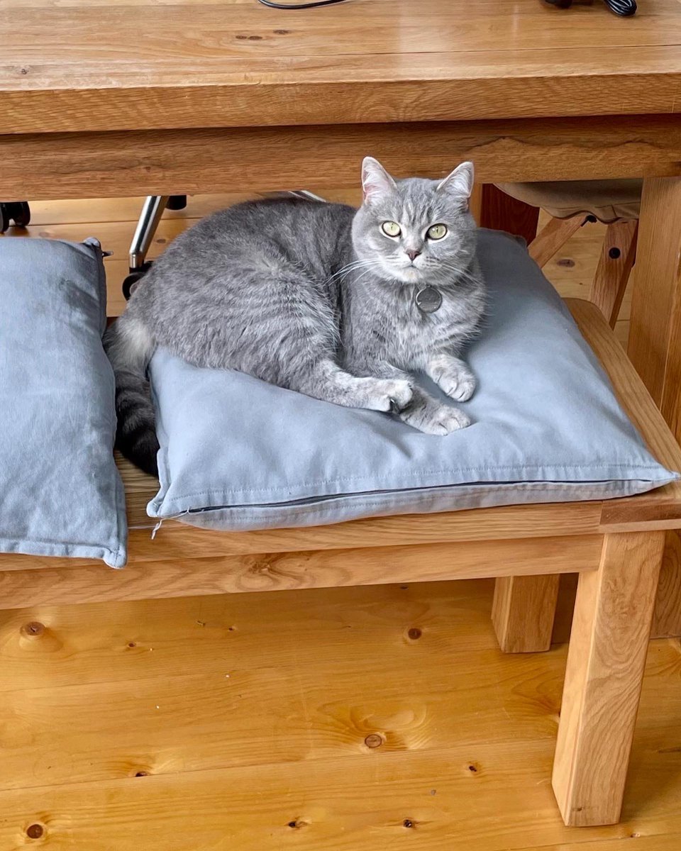 Katie__Franklin's tweet photo. My cat Alba is missing from Chorlton, please if you’re local could you keep an eye out for her? 🙏🏼🤞🏼❤️ It’s so uncharacteristic of her to not come home. Pics &amp; more info below. She’s a grey tabby British shorthair. https://t.co/RpZSkKXHJf