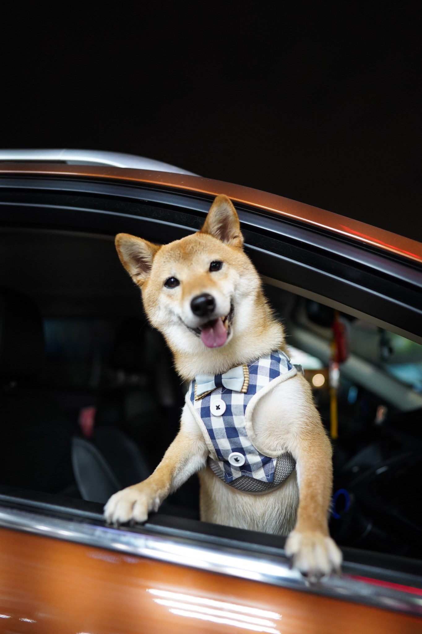 柴犬 Haru 哈嚕 出門玩 開心 要出發了嗎 要出發了嗎 𝐻𝑎𝑟𝑢 ᴥ 赤柴 胡麻柴犬 日本犬 柴犬まるhttps T Co Nvowvbo5wm Twitter 柴犬 Haru 哈嚕 出門玩 開心 要出發了嗎 要出發了嗎 𝐻𝑎𝑟𝑢 ᴥ 赤柴 胡麻柴犬 日本犬 柴犬まるhttps T Co Nvowvbo5wm Twitter