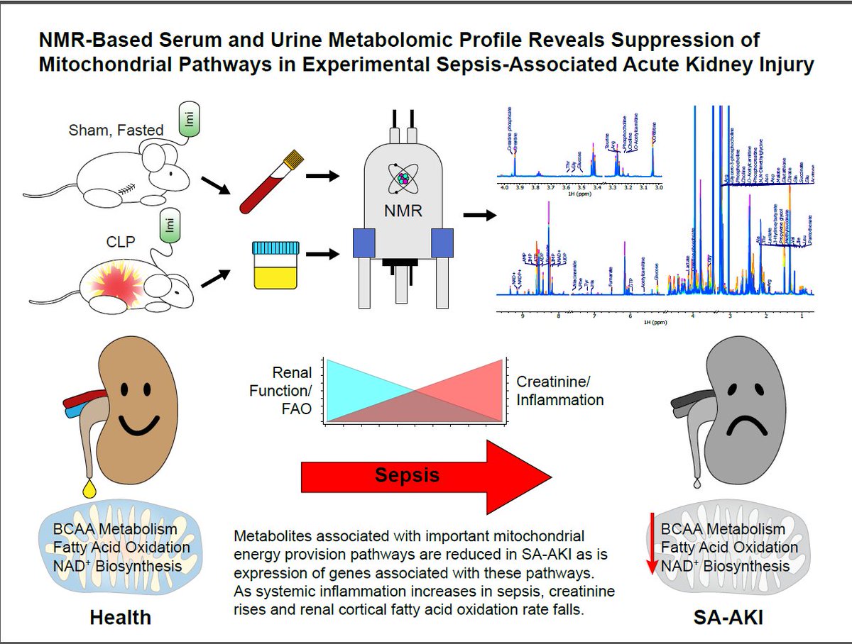AJP Renal (@ajprenal) on Twitter photo #ArticlesInPress - "NMR-Based Serum and Urine #Metabolomic Profile Reveals Suppression of Mitochondrial Pathways in Experimental Sepsis-Associated Acute Kidney Injury"
By: Stephen Wade Standage, et al.
ow.ly/xac550EmxSp
#AJPRenal #AKI #sepsis <a href="/CincyChildrens/">Cincinnati Children's</a> #ArticlesInPress - "NMR-Based Serum and Urine #Metabolomic Profile Reveals Suppression of Mitochondrial Pathways in Experimental Sepsis-Associated Acute Kidney Injury"
By: Stephen Wade Standage, et al.
ow.ly/xac550EmxSp
#AJPRenal #AKI #sepsis <a href="/CincyChildrens/">Cincinnati Children's</a>