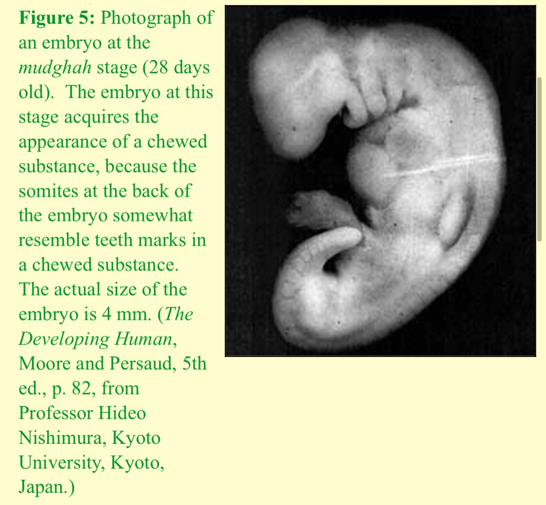 we would conclude that the embryo at the mudghah stage acquires the appearance of a chewed substance. This is because of the somites at the back of the embryo that “somewhat resemble teethmarks in a chewed substance.”6 (see figures 5 and 6).