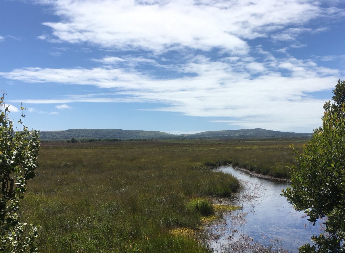 Let's start with  @DorsetAONB's Purbeck Heaths in Dorset. Already, conifer plantations have been restored back to heathland & reintroductions of the osprey and ladybird spider have been successful. Next up: restoring natural wetland processes.  https://www.rewildingbritain.org.uk/rewilding-projects/purbeck-heaths