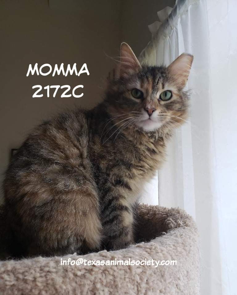 Momma mia, here I go again
My my, how can I resist you?

Welp. Now that the song is stuck in your head, you have to adopt her and sing it to her every day. We don't make the rules.