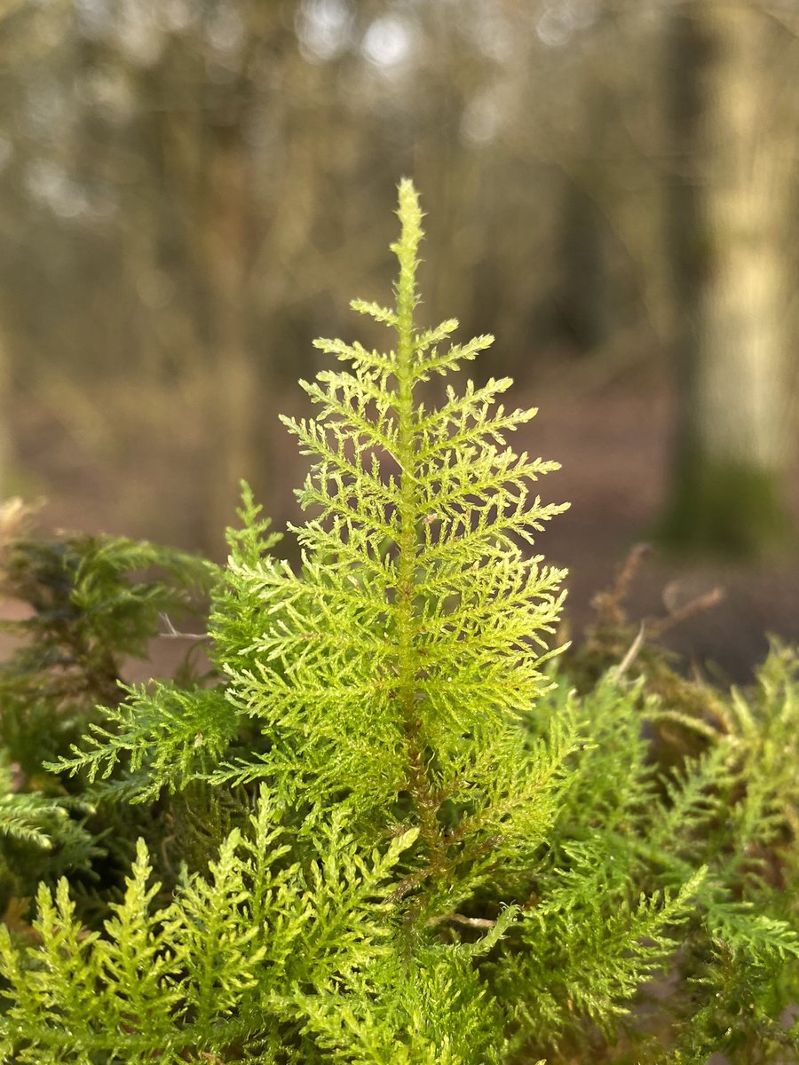(2/4) Tamarisk moss likes to grow in airy carpets on the damp, woodland floor. It has green/brown stems and is bi- or tri-pinnately branched, meaning each side branch has branches, which themselves can be branched () - it basically makes it look like a fern frond.