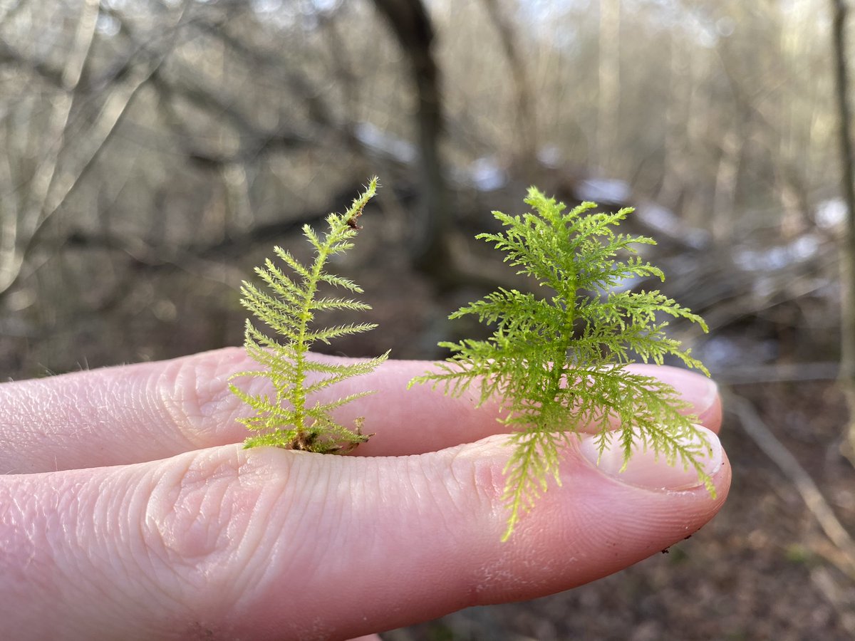 (3/4) For comparison, here you have common feather moss (Kindbergia praelonga) on the left, which is less branched than tamarisk moss on the right.