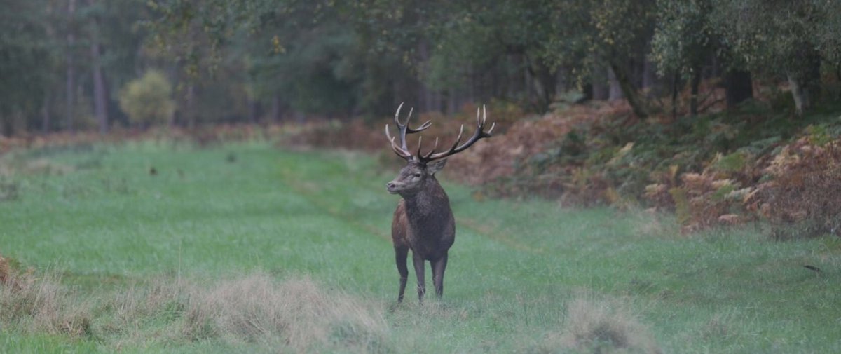 Wild Somerleyton has introduced a range of grazing species to encourage natural habitat succession. The founders also started the  @Wildeastuk projectaimed to inspire and lead nature recovery across the region and return 20% of land to nature.  https://www.rewildingbritain.org.uk/rewilding-projects/wild-somerleyton