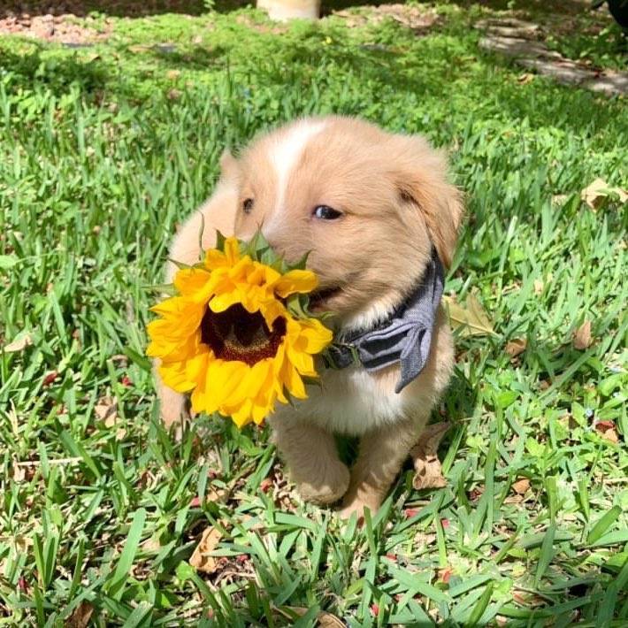 dog_rates's tweet image. This is Rudder. He thought maybe you would like a sunflower this morning. Picked it out all by himself. 12/10