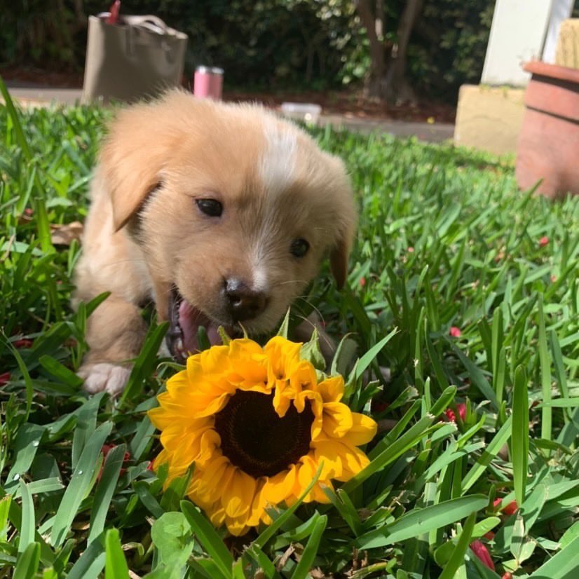 This is Rudder. He thought maybe you would like a sunflower this morning. Picked it out all by himself. 12/10