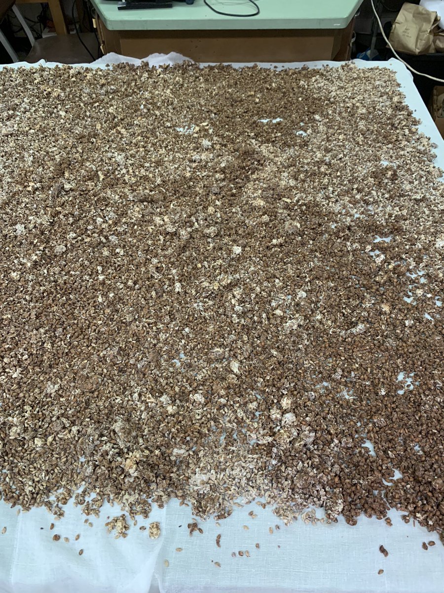 baldpathologist's tweet photo. Inoculum, Rhizoctonia solani to be exact. Insert a statement as you like, mine is basically “some plants are fixing to die” #mscrops #smellslikespring @T_birdPathology https://t.co/FQJHDIXFvU