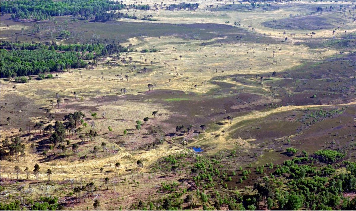 Pirbright Ranges is not the first place you’d look for rewilding!  @SurreyWT is rewilding 1829 acres of a military firing range to support rich wildlife + priority habitats. It's home to Heath tiger beetles (only 4 colonies exist in Surrey!).  https://www.rewildingbritain.org.uk/rewilding-projects/pirbright-ranges