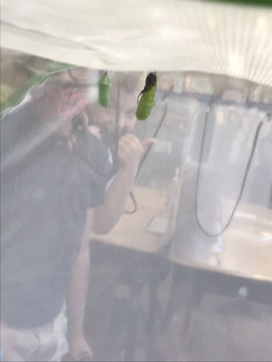 We saw such a miracle happening right before our eyes this afternoon. Look closely as the caterpillar forms his pupa. #vcsscientists