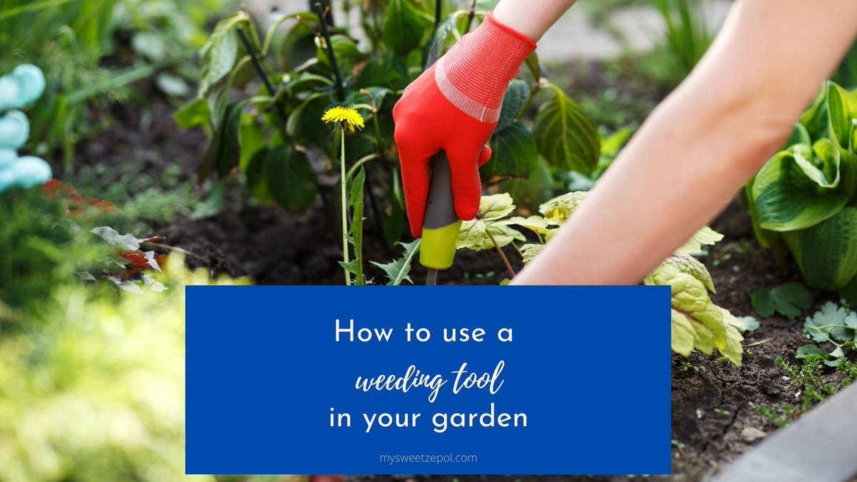 MySweetZepol's tweet photo. Are you #gardening this year?🍅🥕Weeding is probably one of the most disliked gardening tasks. What is the best way to remove #weeds from your garden?🌱 https://t.co/VaOdkK7puc 🌼 #zulilyinfluencer #garden #gardeningtips #gardeningtools #zulilyblog #weedingtool #weedeater https://t.co/HaGK8i5arD