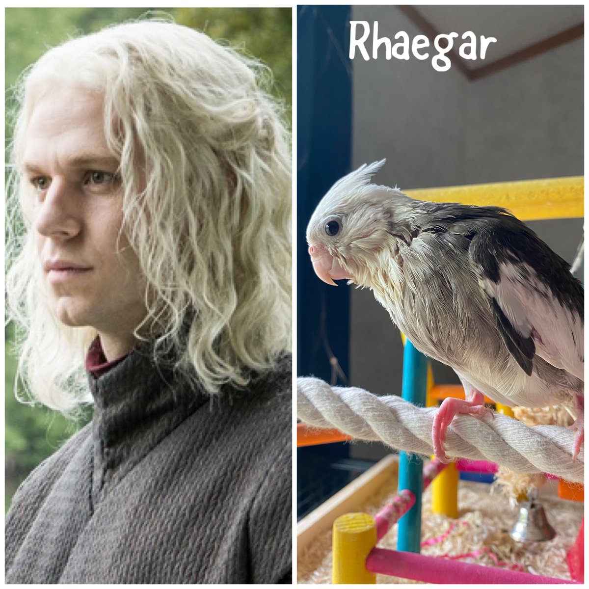 MsDominoTaylor's tweet photo. We have found appropriate names for all of our new feathered friends. #petsofinstagram #birdsofinstagram https://t.co/LfvayeHhur