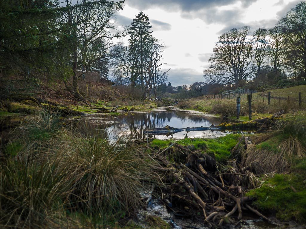 Funded through eco-tourism and farming,  @BamffEcotourism is a crucial demonstration project for bringing beavers back to Scotland + recreating wetland habitats. It's next focus is on extensive grazing with cattle, pigs & ponies to restore wood pasture. https://www.rewildingbritain.org.uk/rewilding-projects/bamff-estate