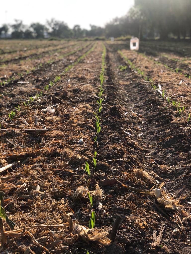 sotohoracio91's tweet photo. Emergencia d vitrina d #AltaProductividad en #Celaya en colaboración con empresas semilleras #Novasem @BrevantSemillas @AsgrowMX
Tecnologías establecidas:
-Agricultura de conservación
-Fertilidad integral
-MAP
-MIM
-Densidades adecuadas
X una #AgriculturaSustentable https://t.co/xuJloTZVga