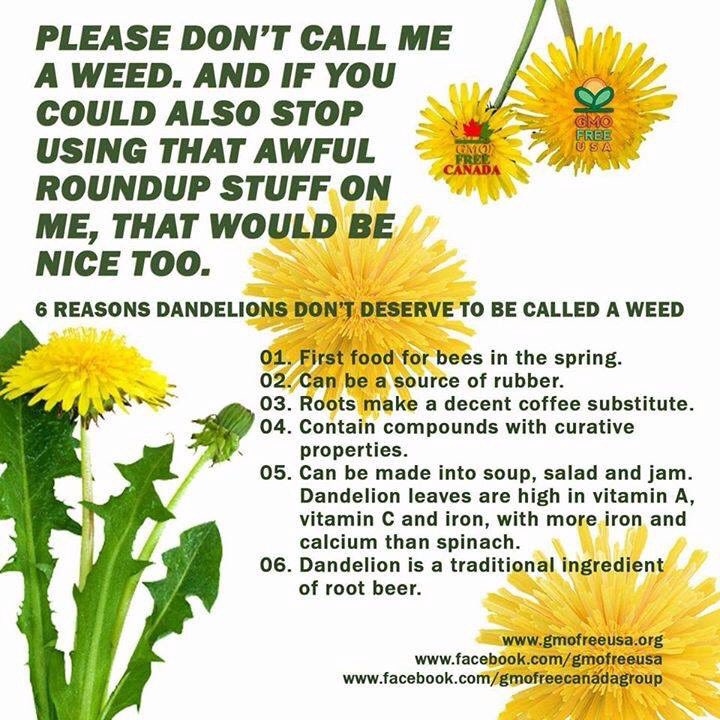 Dear people with gardens, and council open spaces decision makers...

Please try to make friends with at least some of the dandelions in your lawn. As well as aerating the soil, they lift the spirits, and are a wonderful source of nectar and pollen for #pollinators! 🐝🦋🪰