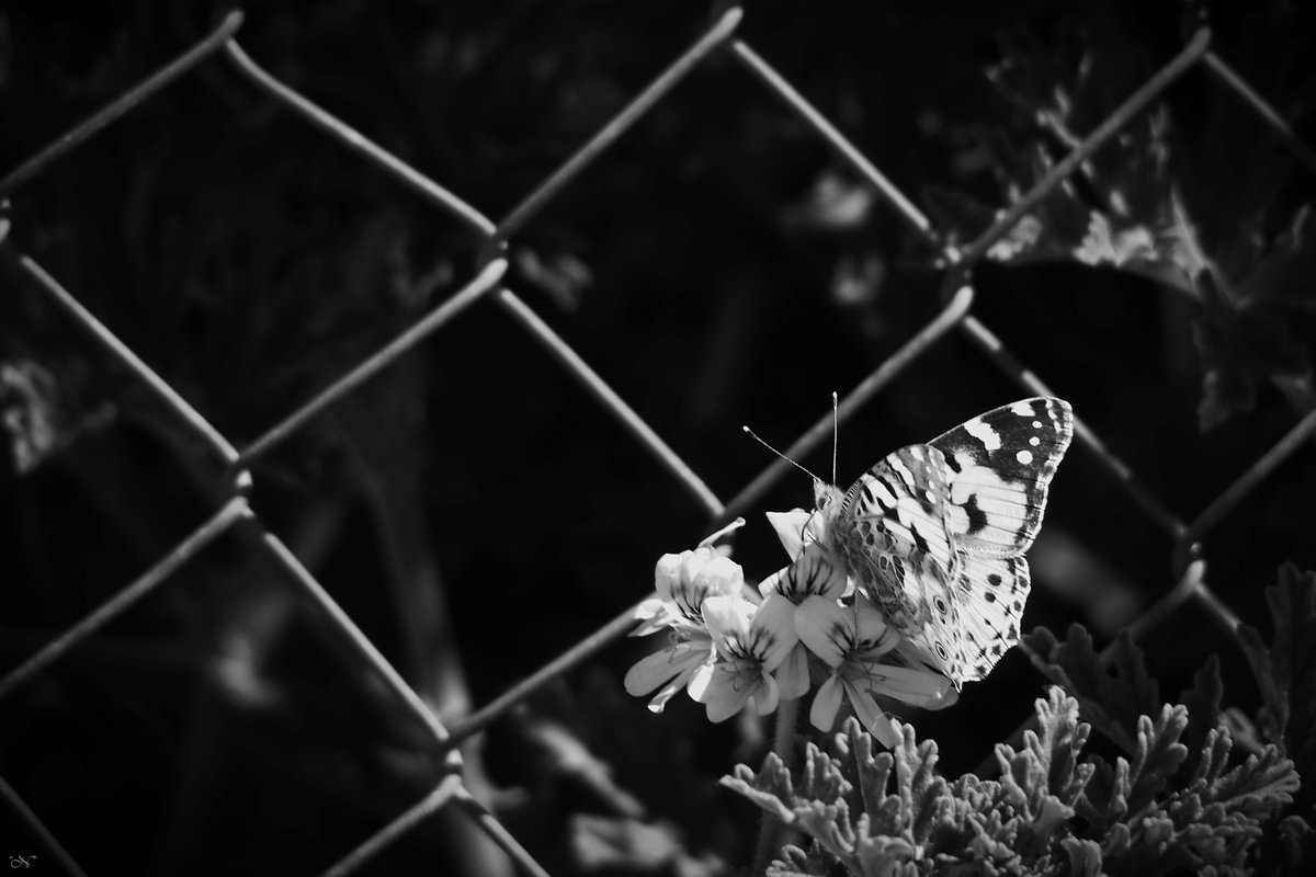 #VanesaDeLosCardos #PaintedLady #VanessaCardui #mariposa #butterfly #fotografía #photography #blancoynegro #blackandwhitephotography #blackandwhite #bw #monochrome #monochromephotography