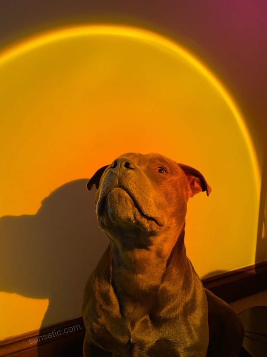 besties get this amazing sunset lamp  https://sunsetic.com/products/sunset 