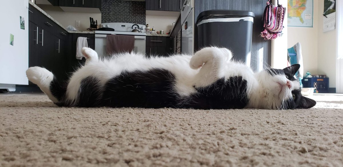 DonutRevival's tweet photo. From his humble beginnings being born butt first and screaming in a Wisconsin bathroom to his rise to Cult Hero, Jack is ready to share his  proven secret methods for a successful career with our listeners. #ChaosMagick #MagicalJobcat #tulpas #NothingIsReal ##] https://t.co/Bw0eO6uIA5