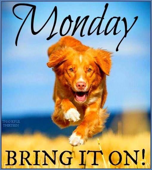 SigVetSvc's tweet photo. Bring it on Monday! #motivationmonday #mondaymeme #mondayfunday https://t.co/GytTAePqZK